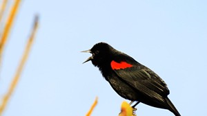 A red-winged blackbird sings