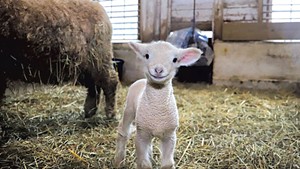 Norman, the newest lamb born at Billings Farm & Museum