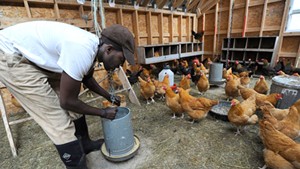 Sterling College student Tofowa Pyle tends to chickens on the school's farm