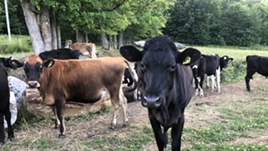 Organic dairy cows on a Vermont farm
