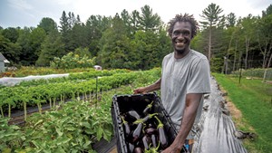 Abdoulaye Niane harvesting eggplant at Khelcom Farm