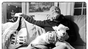 Ed Koren at home with visiting lamb "Little Orphan Andy"
