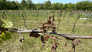 A damaged vine at Shelburne Vineyard