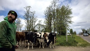 Ben Maille with Maille's Dairy Holsteins, waiting to cross Dorset Street to return from pasture to the barn