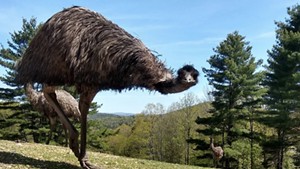 Tiki the emu