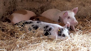 Pigs at Billings Farm &amp; Museum