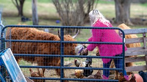 Bryeanne Russillo feeding her Scottish Highland cows
