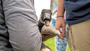 A goose ready for banding