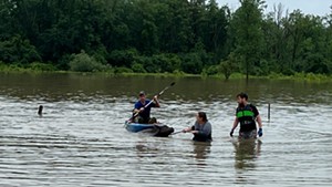 A cow in a flooded pasture