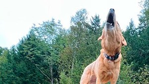 Piper enjoying the Mad River Valley Dog Park in Warren