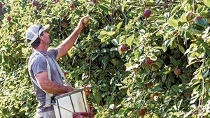 Greg Burtt picking apples