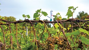 La crescent grapes ready for harvest, with the bird-deterring Marshmallow Man in the background