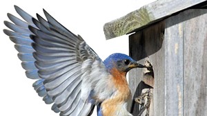 Avian Attraction: How to Bring Birds to Your Yard