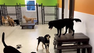 Dogs playing at Happy Tails Pet Resort and Spa