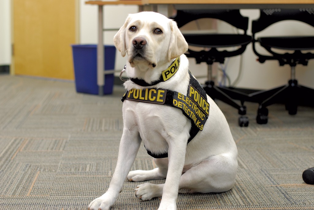 Police Dog Mojo Sniffs Out Hidden Electronic Devices â€” and Illegal Porn |  Crime | Seven Days | Vermont's Independent Voice