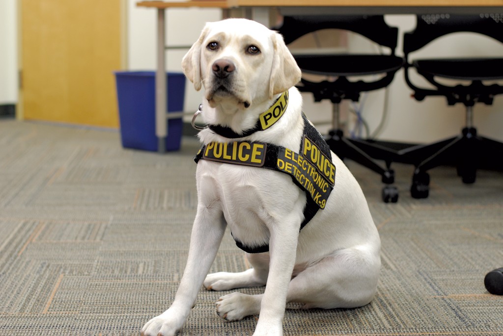 Lab sales police dog