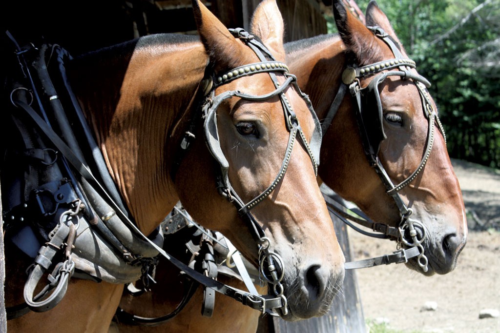 Ted and Petey, two of Carl Russell's 14-year-old draft horses - KEN PICARD