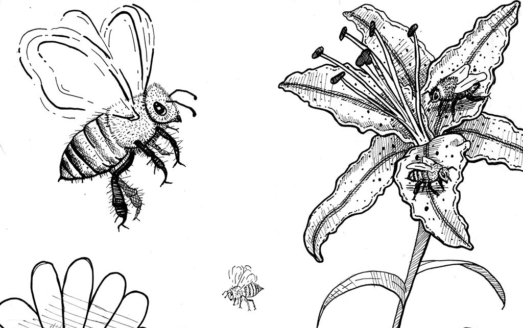 Draw diagram to illustrate self pollination and cross pollination -  Brainly.in