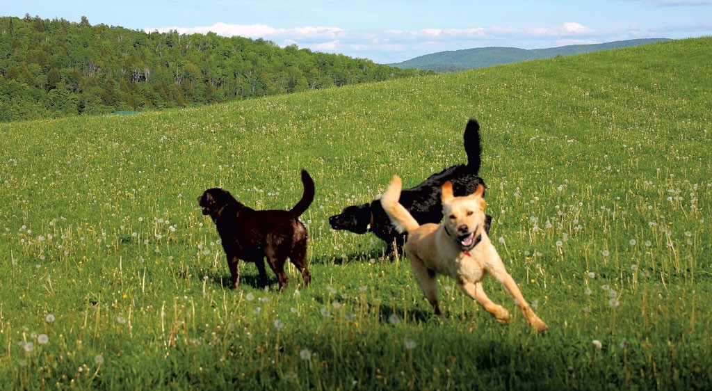 Dogs playing on a grassy hill - JEFF NOVAK