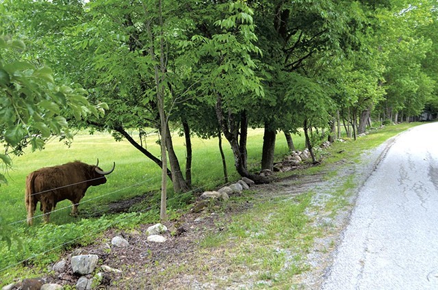 A surviving bull, Big, behind a fence at Craig Mosher's Killington property in June 2016 - MARK DAVIS