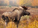 A Sharply Reduced Vermont Moose Hunt Gets Preliminary Approval