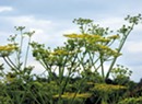 What to Do About Vermont's Poison Parsnip Problem?
