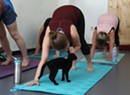 Stuck in Vermont: Yoga With Kittens in Winooski
