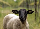 At Shelburne Vineyard, Sip Wine in the Company of Sheep