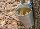 The Parmelee Post: Vermont Issues Boil Advisory for That There Sap Bucket, Bud