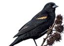 Virtual Birding Communities Are All Atwitter