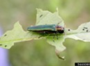 Why Does the Electric Bill Have an Emerald Ash Borer Charge?