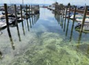 An Extensive Blue-Green Algae Bloom Closes Beaches in Burlington