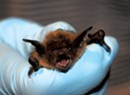 Vermont Fails to Protect Bats from Pesticides, Suit Claims