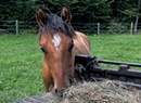 An Equine Rescue and the Vermont Hay Bank Hope to Help Horse Owners in Need