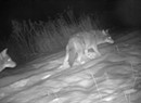 Good Nature: Tips on Using a Game Camera to Watch Backyard Wildlife