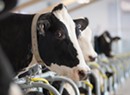 Organic Dairy Farmers Win a Six-Month Reprieve From Horizon
