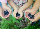 Bountiful Berries!