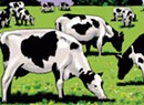 Herd Mentality: The Life and Times of Cow No. 74