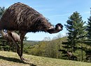 The Rambling Adventures of Tiki the Emu