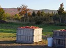 Border Buster Cider Is the Fruit of Three Local Orchards