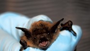 Hanging in There: Some Vermont Bats Are Adapting to White-Nose Syndrome