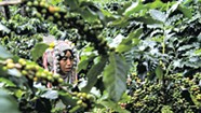 Books: How a Thai Coffee Company Went Beyond Fair Trade