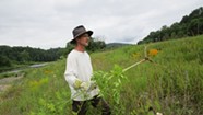 Mike Bald's Mission to Eradicate Invasive Plants