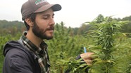 Cannabis Compliance Agents Ensure That Vermont Growers Know — and Follow — the Rules
