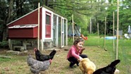 Chicken Big: Vermont's farm families aren't the only ones raising poultry