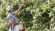 Burtt's Apple Orchard in Cabot Grows Fruit and Community