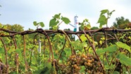 Lincoln Peak Vineyard's New Owners Welcome Harvest Help