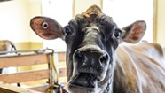 Gamers and Farmers Go Teat-to-Teat at Billings Farm