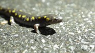 Spring Amphibian Migration [SIV487]
