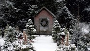 Conifers for the Win: Planning for Your Winter Garden